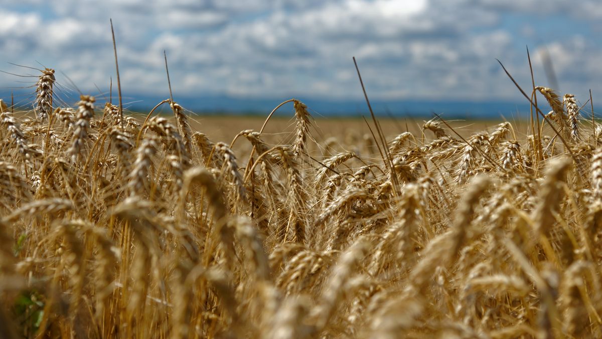 Wheat sank more than 4% and soybeans fell but remained above 0