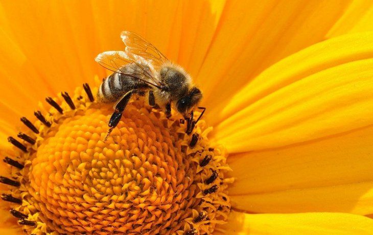 Se deben evitar los colores vivos y los perfumes al aire libre para no confundir a las abejas.