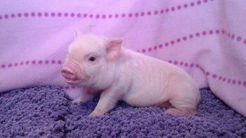 Los mini pigs son cada vez más populares.
