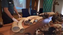 incautaron en espana animales embalsamados valuados en 29 millones de euros
