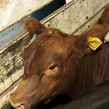 La vacuna uruguaya contra la garrapata bovina mostró resultados parciales y variables entre establecimientos La vacuna uruguaya contra la garrapata bovina mostró resultados parciales y variables entre establecimientos