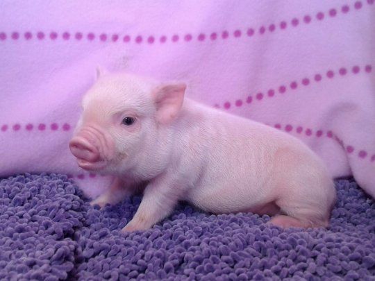 Los mini pigs son cada vez más populares.