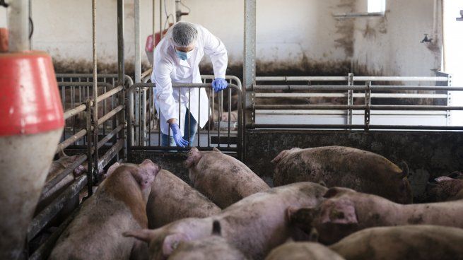 Productores piden medidas urgentes contra la Enfermedad de Aujeszky.