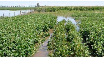 Por las lluvias, EEUU recortó a 55,5 M de t. estimación para la cosecha de soja argentina
