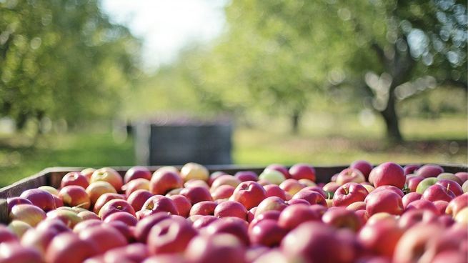 La histórica sequía del año pasado obligó a importar manzana desde Europa.