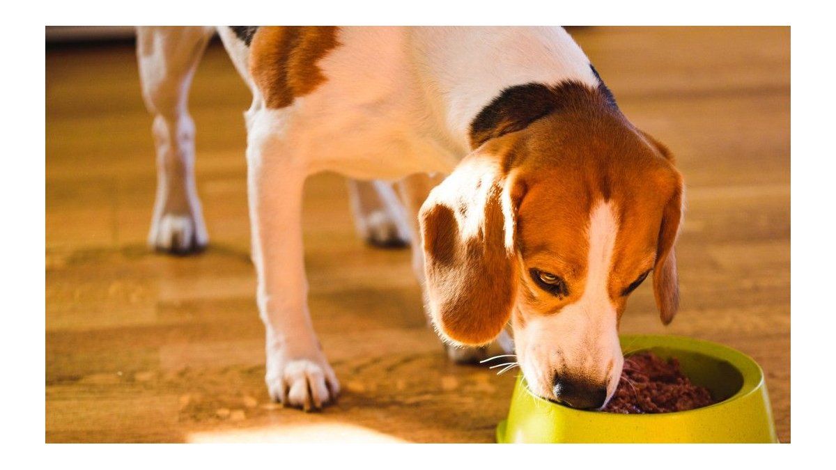 Neither at noon nor at night: this is the best time to feed your dog, according to experts
