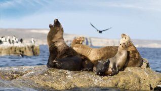 Lobos marinos.