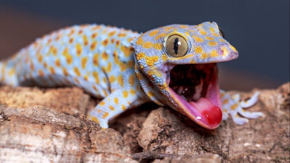 They find that an animal has a sixth sense
