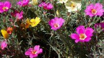 Cuando el calor aprieta, pocas plantas responden así: flores abiertas como pequeñas luces, listas para levantar cualquier rincón del jardín.