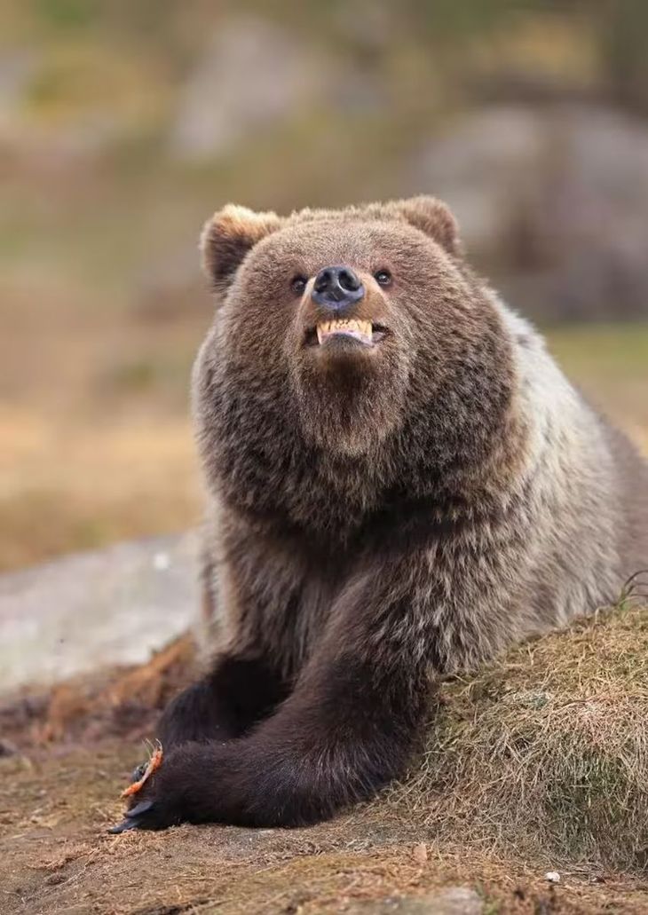 Un oso pardo sonríe a la cámara con los dientes al descubierto.