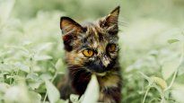 Esta es la verdadera razón por la que los gatos comen plantas.&nbsp;