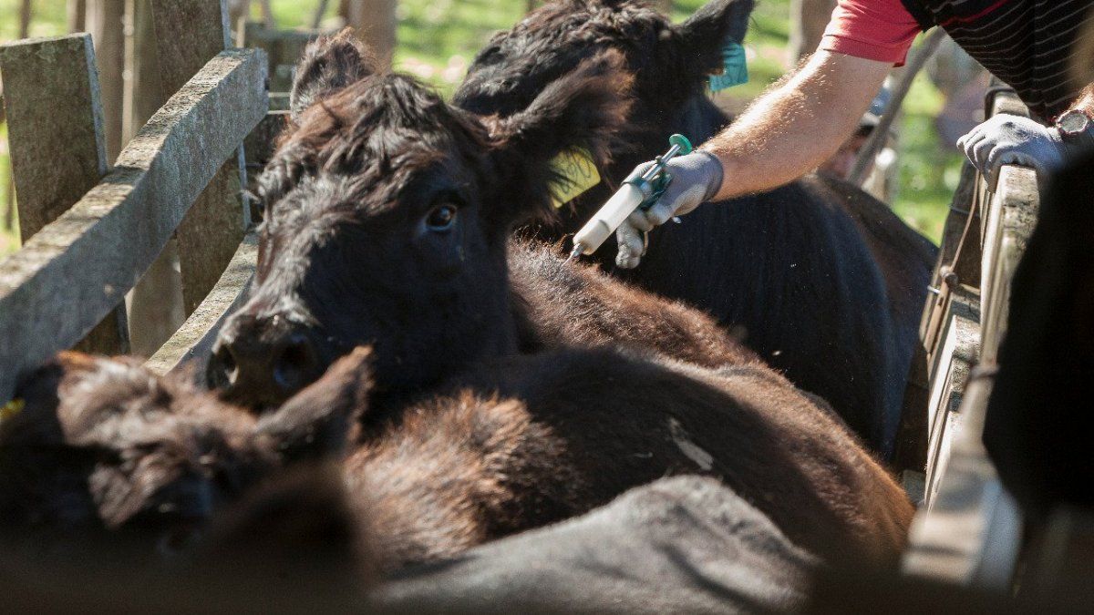 in June 1.3 million heads were slaughtered