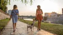 Cómo pasear con tu perro en verano con estos tips.&nbsp;