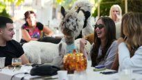 Serbia tiene una cafetería donde los clientes pueden compartir mesa con alpacas.