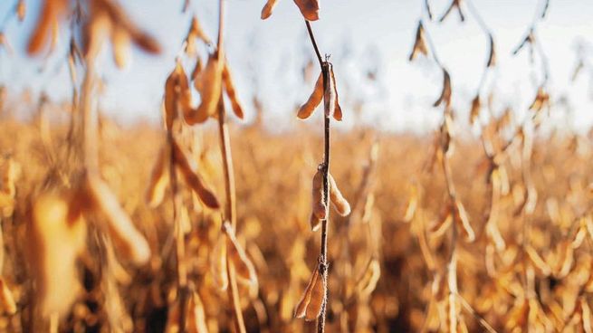 Argentina podría exportar más granos y alimentos a China.