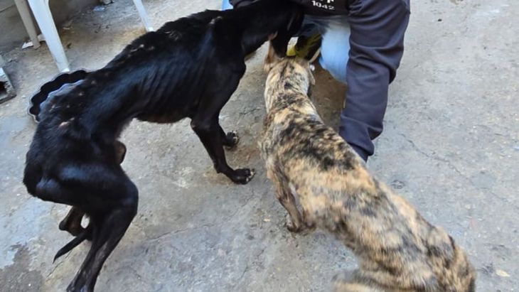 Las condiciones de los perros encontrados. Las condiciones de los perros encontrados.