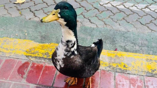 El pato juan fue denunciado por molestar a otros animales
