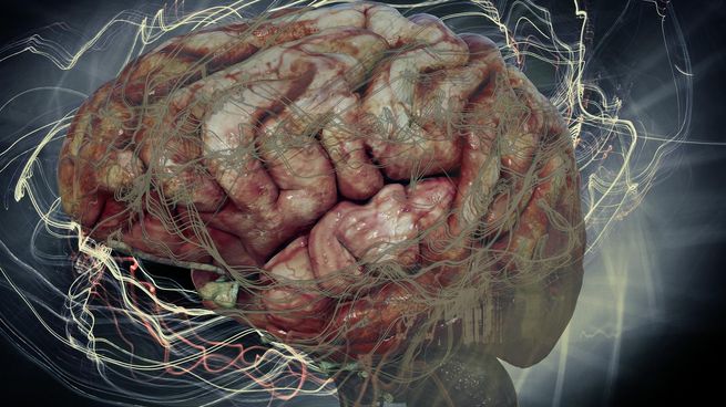 brain-6553821_1920.jpg