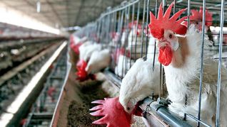 Trabajadores avícolas cerraron un aumento del 71% trimestral.