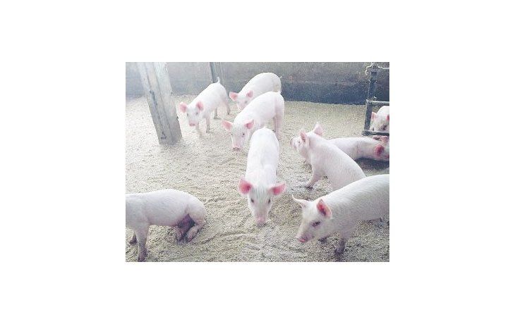 Los cerdos desarrollados en Inglaterra son resistentes al Síndrome Respiratorio y Reproductivo Porcino (PRRS), conocido como enfermedad de la oreja azul, que puede ser fatal.