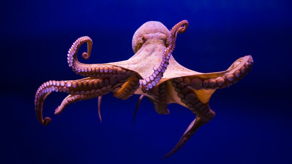 Why the octopuses could replace humans on earth, according to a scientific study