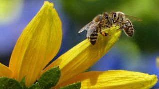 Crece la cantidad de abejas que se ven en verano y hay una explicación científica. Crece la cantidad de abejas que se ven en verano y hay una explicación científica.