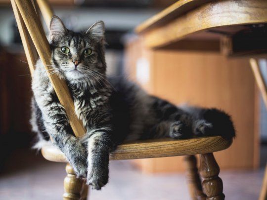 La verdadera razón de por qué tus gatos destrozan tus puertas.&nbsp;