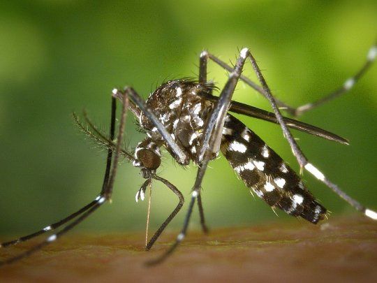 El 86% de los casos de dengue en Provincia no tiene antecedentes de viaje. 