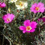 Cuando el calor aprieta, pocas plantas responden así: flores abiertas como pequeñas luces, listas para levantar cualquier rincón del jardín. Cuando el calor aprieta, pocas plantas responden así: flores abiertas como pequeñas luces, listas para levantar cualquier rincón del jardín.