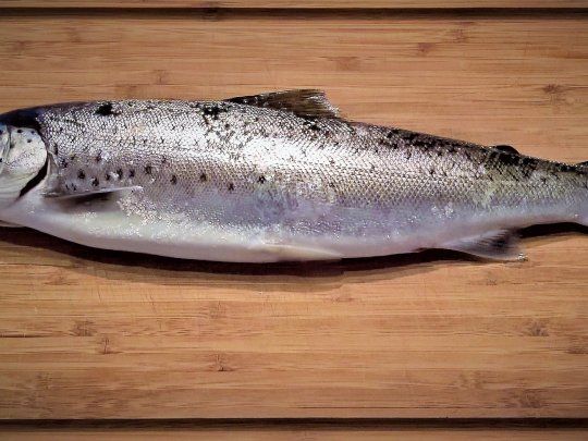 pescado