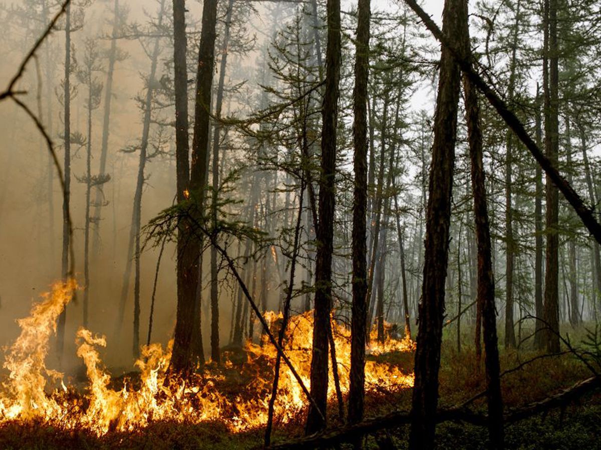 Los incendios forestales arrasan millones de hectáreas en Rusia