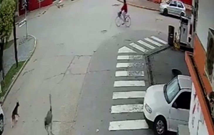 Insólito: un ñandú chocó a una ciclista en la provincia de Buenos Aires.