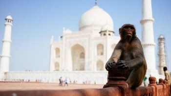 policia del taj mahal se equiparon de hondas para frenar a monos