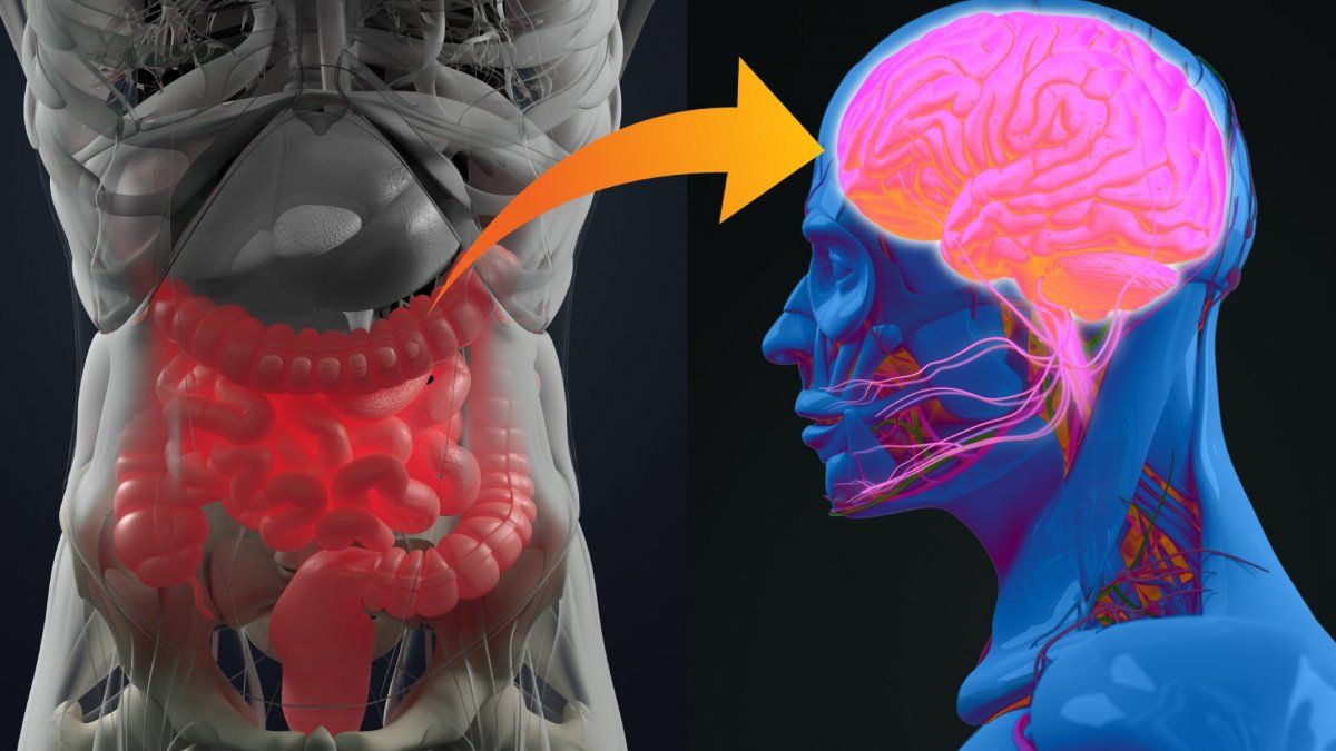 DIME QUE COMES Y TE DIRE QUE BACTERIAS TIENES. El intestino, nuestro  segundo cerebro.