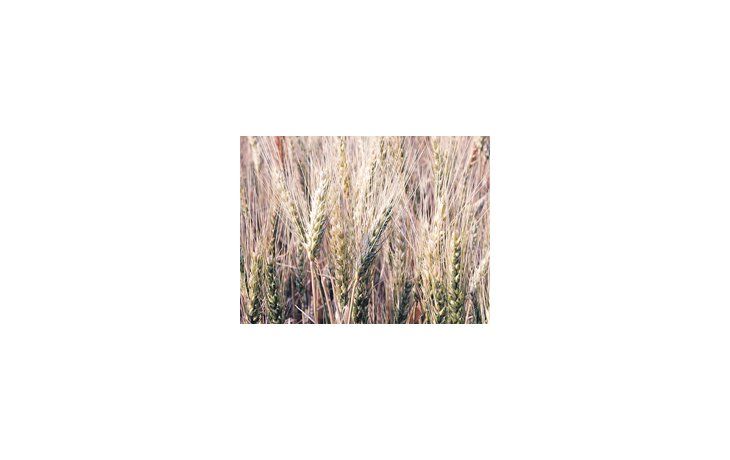 Entre Ríos produjo 1.074.359 toneladas del cereal en la actual campaña agrícola, la segunda mejor cosecha de la última década. El rinde se ubicó en 3.844 kilos por hectárea.