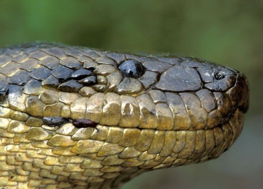 Desde 1936 que no se descubría un nuevo tipo de anaconda.