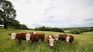 Being one of the most polluting industries, livestock farming is looking for alternatives. Being one of the most polluting industries, livestock farming is looking for alternatives.