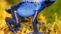 El&nbsp;insólito&nbsp;caso de la mujer que llevaba&nbsp;130 ranas venenosas en su valija.