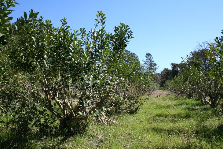 Los yerbales de Misiones y Corrientes concentran la mayor producción nacional, en una actividad clave para las economías regionales