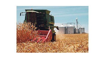 Los productores recolectaron el 24% de los 3,31 millones de hectáreas implantadas con el cereal 2009/2010.