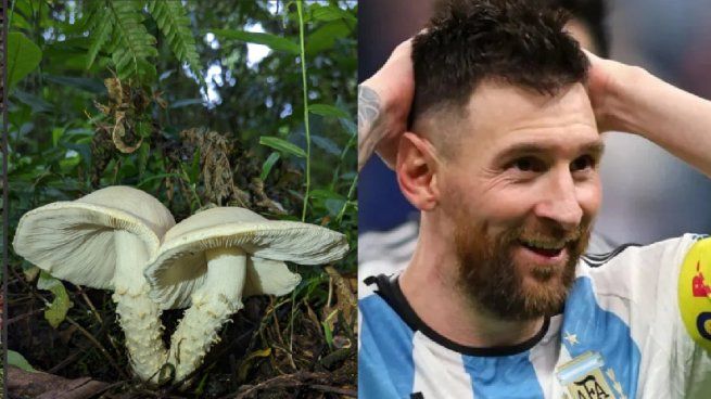 Insólito: descubren un nuevo hongo y lo bautizan Messi