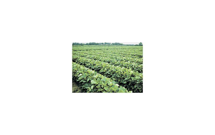 ámbito.com | Los precios de la soja son los menos afectados por las fluctuaciones del mercado financiero.