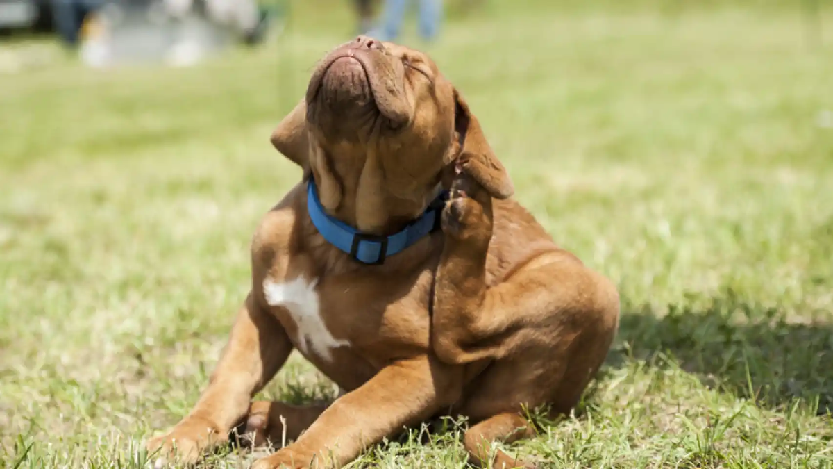 How to take care of our allergies pets: this is the veterinary specialists