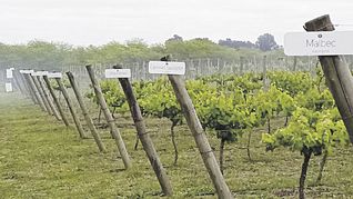 viñedos. La finca de Bodega Gamboa en Campana está en el Kilómetro 65,5 de la Panamericana, Ruta 9.