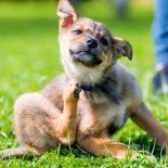 Cómo evitar las pulgas y garrapatas de tus mascotas en verano. Cómo evitar las pulgas y garrapatas de tus mascotas en verano.