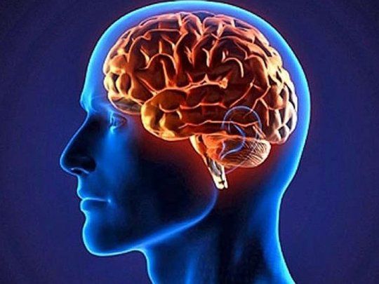 Día del cerebro: claves para mantenerlo saludable toda la vida