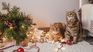 La forma de evitar que los&nbsp;gatos﻿ tiren o ataquen el ﻿árbol de Navidad.﻿