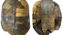 hallan el fosil de tortuga mas antiguo de sudamerica