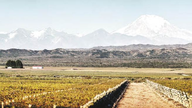 ecológico. El viñedo de Argento en la localidad de Agrelo, Mendoza.