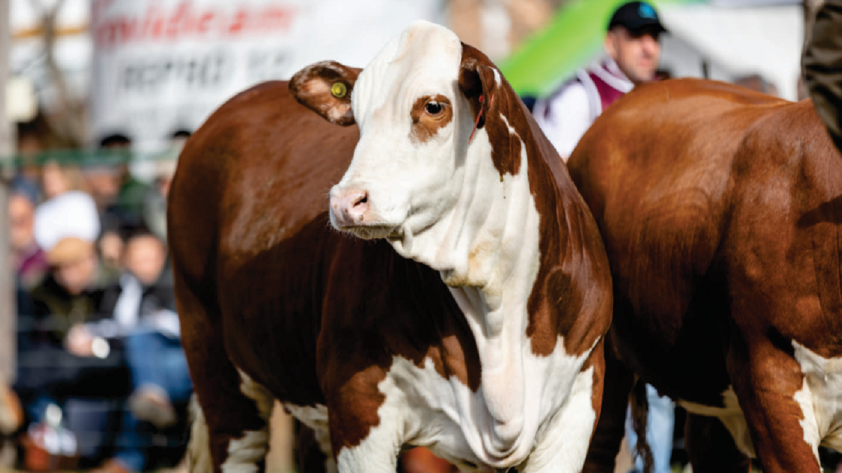 The government enabled the export of cattle standing